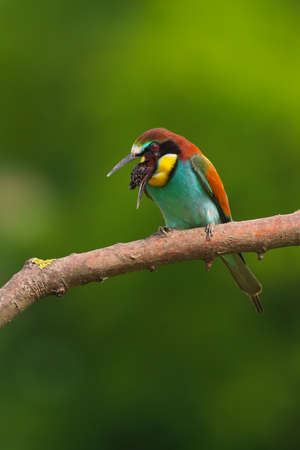 European Bee-Eater - Merops Apiaster on a branch, exotic colorful migratory bird