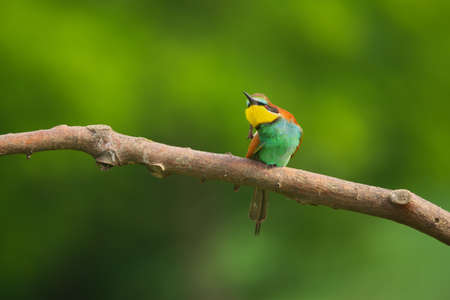 European Bee-Eater - Merops Apiaster on a branch, exotic colorful migratory birdの写真素材