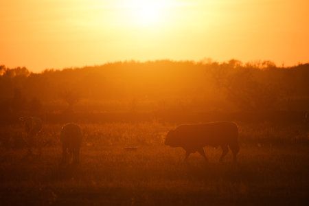 Cows on pasture at sunset backlightの写真素材