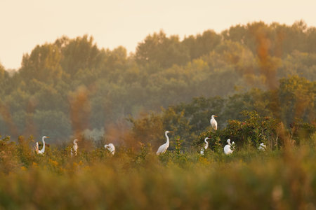 White Common Great egret - Ardea albaの写真素材