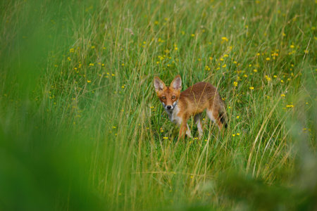 Young Red Fox - Vulpes Vulpesの写真素材