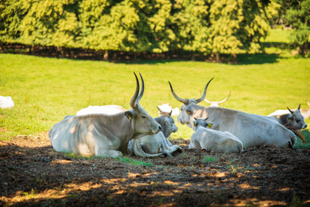 Hungarian Gray Cattle in Hortobagy National Park in Hungaryの写真素材