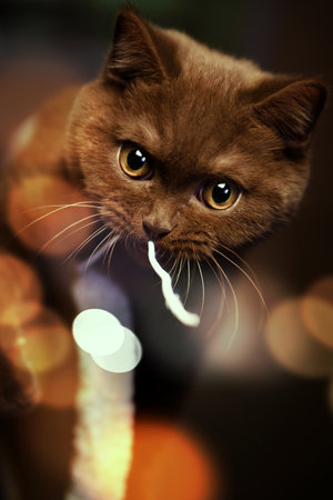 British shorthair cat indoor portraitの写真素材