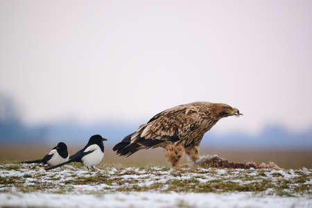 Eastern imperial eagle - Aquila heliaca - large bird of prey protected endangered speciesの写真素材