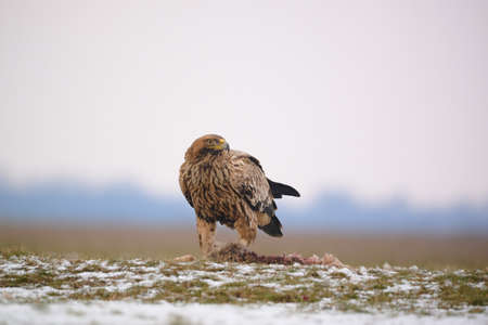 Eastern imperial eagle - Aquila heliaca - large bird of prey protected endangered speciesの写真素材