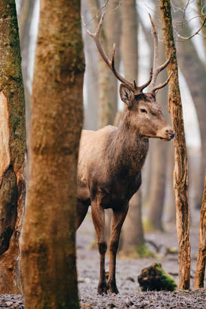 Red Deer stag - Cervus Elaphus - in the forestの写真素材