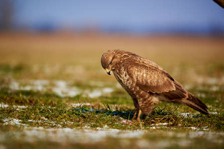 Common Buzzard - Buteo Buteo on the ground, birds of preyの写真素材