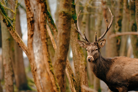 Red Deer stag - Cervus Elaphus - in the forestの写真素材