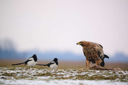 Eastern imperial eagle - Aquila heliaca - large bird of prey protected endangered speciesの写真素材