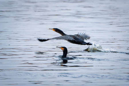 Great Cormorant - Phalacrocorax carbo - takes off from the waterの写真素材
