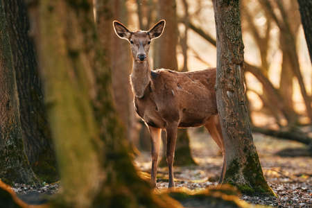 Female red deer in the woods