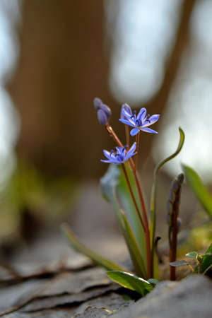 Scilla vindobonensis macro picture. Squill, in the family Asparagaceae, subfamily Scilloideaeの写真素材