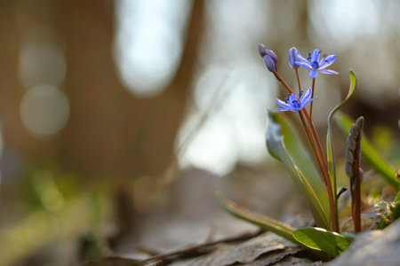 Scilla vindobonensis macro picture. Squill, in the family Asparagaceae, subfamily Scilloideaeの写真素材