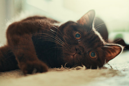 Portrait of British shorthair, brown cat, cinnamon color