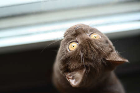 Portrait of British shorthair, brown cat, cinnamon colorの写真素材