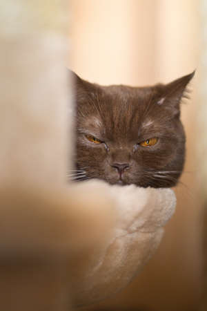Pure breed british shorthair cinnamon - chocolate brown color cat portraitの写真素材