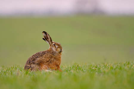 Brown hare - Lepus europaeus sitting on the fieldの写真素材