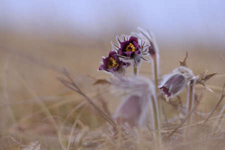 Black pasque flower - Pulsatilla nigricaus