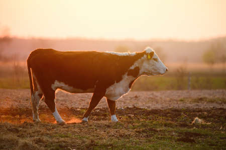 A cow on the pastureの写真素材