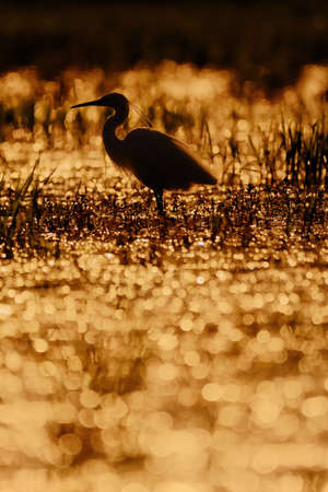 Backlit silhouette photo of a little egret at sunsetの写真素材
