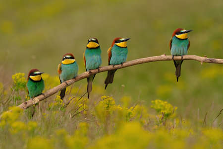 Group of colorful bee-eater on tree branch, against of yellow flowers backgroundの写真素材
