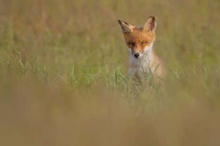 Red fox cub, Vulpes Vulpes in the grass