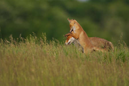 Fox cub playing with the mother fox on the meadow