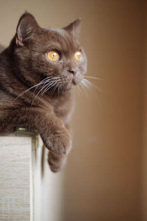 Portrait of a cinnamon color british shorthair catの写真素材