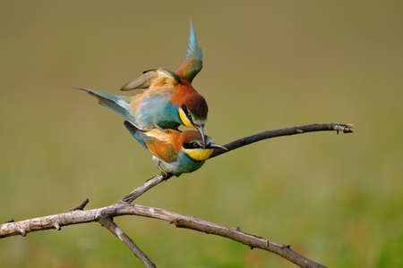 European Bee-Eaterの写真素材