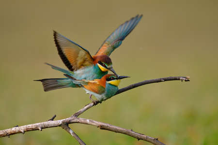European Bee-Eaterの写真素材