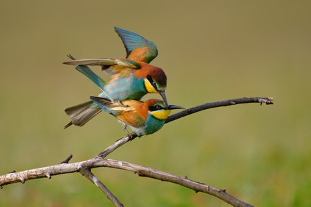 European Bee-Eaterの写真素材