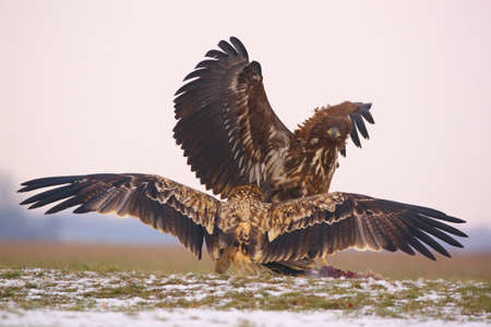 Eagles fighting - White-tailed eagle and Eastern Imperial Eagleの素材 [FY310180167072]