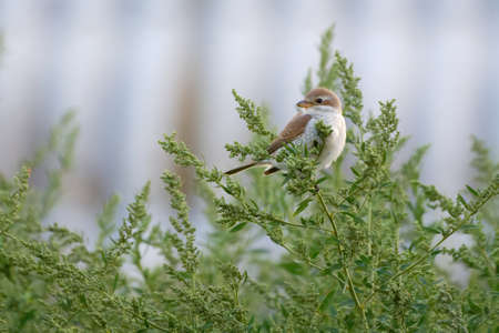 Female Red-backed shrike - Lanius collurio on a branchの写真素材