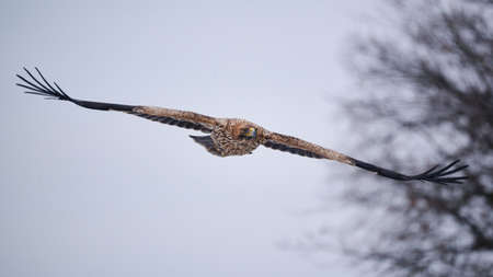 Flying Imperial Eagle - Aquila heliacaの写真素材