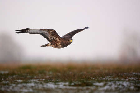 Flying Common buzzard - Buteo buteoの写真素材