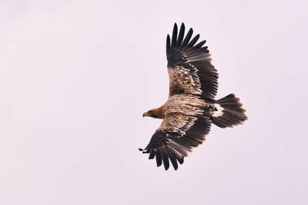 Flying Imperial Eagle - Aquila heliacaの写真素材