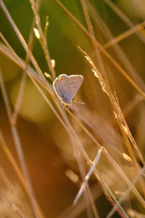 Common blue butterfly - polyommatus icarus