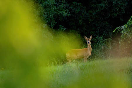 Female roe deer standing on the meadowの写真素材