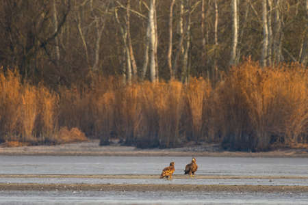 White-tailed eagle in the lakeの写真素材