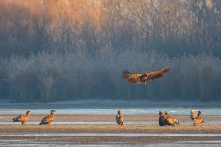 White-tailed eagle in the lakeの写真素材