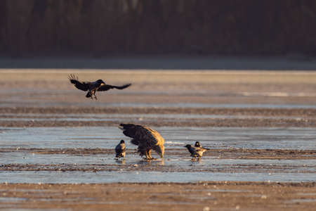 White-tailed eagle in the lakeの写真素材