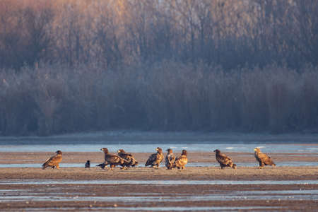 White-tailed eagle in the lake
