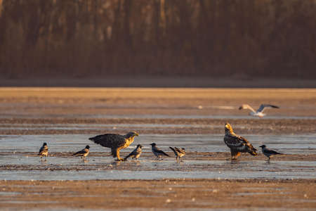 White-tailed eagle in the lakeの写真素材