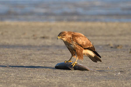 Common buzzard - buteo buteo eating a fish
