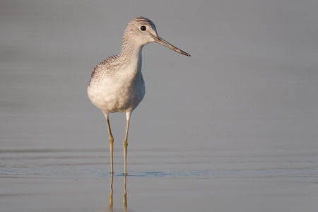Common greenshank - tringa nebularia on the lakeの写真素材