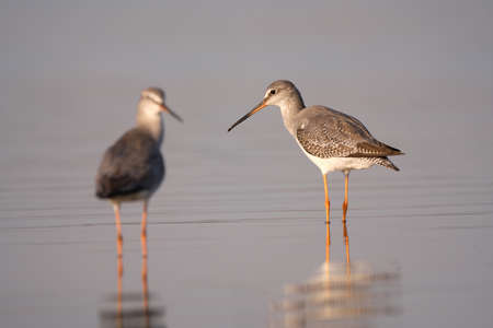 Spotted redshank - Tringa erythropus shorebirdの写真素材