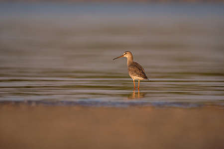 Spotted redshank - Tringa erythropus shorebirdの写真素材