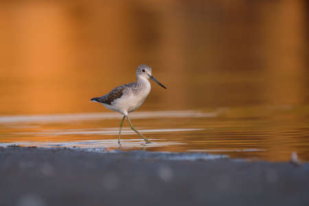 Common greenshank - tringa nebularia on the lakeの写真素材