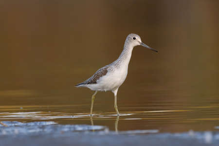 Common greenshank - tringa nebularia on the lakeの写真素材