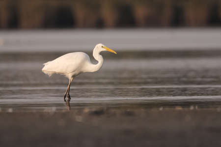 Great egret in the waterの写真素材